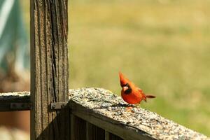 diese schön rot Kardinal kam aus zu das braun hölzern Geländer von das Deck zum Lebensmittel. seine schön Mohawk Stehen Gerade oben mit seine schwarz Maske. diese wenig Vogel ist umgeben durch Vogelfutter. foto