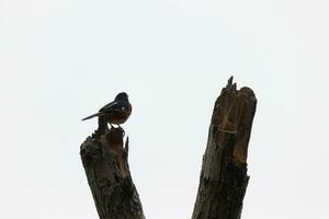 diese Baltimore Pirol ist thront auf diese hölzern Post im das Feld. seine schön Schwarz, orange, und Weiß Körper Stehen aus gegen das Weiß Hintergrund. diese ist ein wandernd Vogel. foto