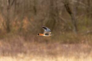 Turmfalke fliegend über ein Feld. diese Vogel, ebenfalls bekannt wie ein Spatz Falke ist das kleinste Falke. das ziemlich Orange und Blau von das Gefieder steht aus unter das braun Laub abbilden das fallen Jahreszeit. foto