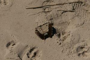 diese braun Hufeisen Krabbe Schale legen umgedreht Über auf das Strand. gebracht im durch das Gezeiten von das Ozean und gepflückt ein Teil durch das Aasfresser. diese gezackt Teil von das Krebstiere legen im das Sand. foto