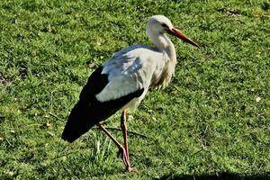 ein Aussicht von ein Weiß Storch foto