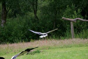 ein Aussicht von ein Weiß Storch foto