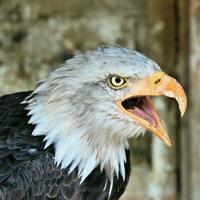 ein Blick auf einen Weißkopfseeadler foto