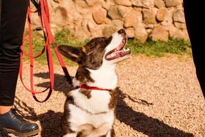 Brauner Corgi an der Leine im Sand. an einem sonnigen Tag spazieren gehen. glückliches Haustier foto