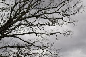 nackt Geäst von ein Baum erreichen aus. das lange Glieder sind ohne Blätter fällig zu das fallen Jahreszeit. suchen mögen Tentakeln oder ein Skelett- Struktur. das grau Himmel können Sein gesehen im das zurück mit Weiß Wolken. foto