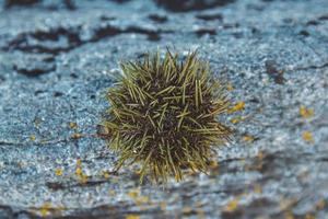 Seeigel auf Felsen foto