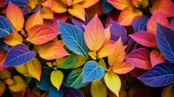 Herbst Pflanze Anzeigen frisch multi farbig Blätter draußen foto