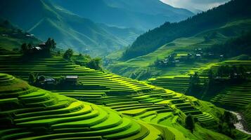 üppig terrassiert Reis Reisfelder foto