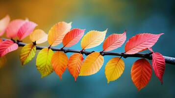 mehrfarbig Herbst Blätter auf Baum Ast schließen oben foto