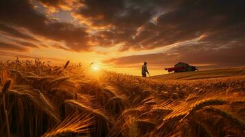 organisch Weizen Ernte beim Sonnenuntergang im Wiese foto