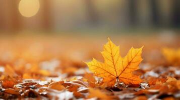 das Herbst Blätter Tapeten hd Tapeten foto