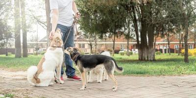 Professioneller männlicher Hundewanderer, der ein Rudel Hunde auf dem Parkweg spazieren geht foto