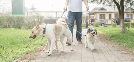 Professioneller männlicher Hundewanderer, der ein Rudel Hunde auf dem Parkweg spazieren geht foto