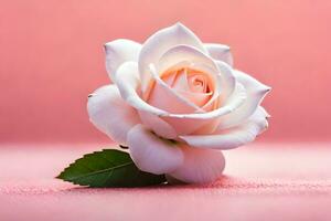 ein Single Weiß Rose auf ein Rosa Hintergrund. KI-generiert foto