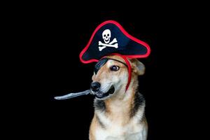 Hund mit Pirat Hut und Patch halten ein Messer mit seine Mund foto