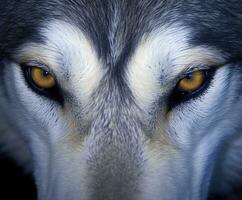 Augen von ein wild Wolf. generativ ai foto