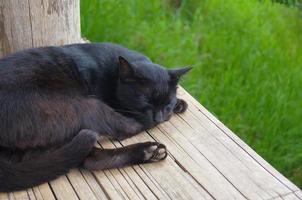 die schwarze katze hat geschlafen foto