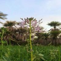 Vegetation auf einem Feld foto