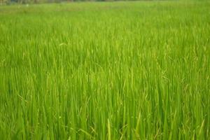 schöne abstrakte Sicht auf junge Reispflanzen, Blick auf Reisfelder foto