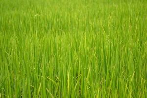 schöne abstrakte Sicht auf junge Reispflanzen, Blick auf Reisfelder