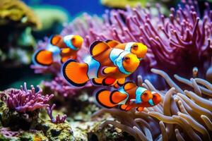 Amphiprion ocellaris Clownfisch und Anemone im Meer. generativ ai foto