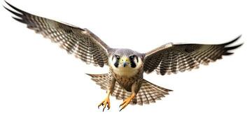 Wanderfalke Falke Vogel auf Weiß Hintergrund. ai generativ foto