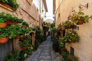 Gasse mit Blumen foto