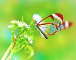 schöner Schmetterling auf Blume foto