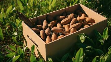 frisch gepflückt Sapodilla Obst von Garten platziert im das Boxen. generativ ai foto