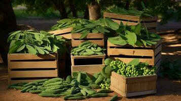 frisch gepflückt Moringa Obst von Garten platziert im das Boxen. generativ ai foto