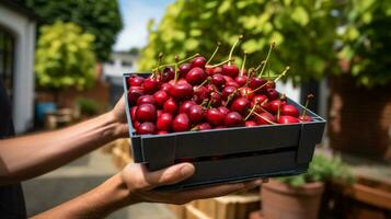 frisch gepflückt Kirsche Obst von Garten platziert im das Boxen. generativ ai foto