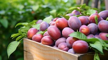 frisch gepflückt Ambarella Obst von Garten platziert im das Boxen. generativ ai foto