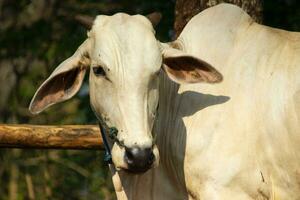 Kuh. ongole gekreuzt das Vieh oder javanisch Kuh oder Weiß Kuh oder sapi Peranakan ongole oder bos Stier ist das größten das Vieh im Indonesien im traditionell Bauernhof, Indonesien. traditionell Vieh Zucht foto
