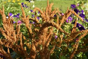 schön Gelb Amaranth Blumen im ein bunt Sommer- Garten. Amaranthus. saftig Gelb Blumen. foto