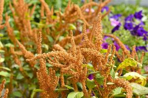 schön Gelb Amaranth Blumen im ein bunt Sommer- Garten. Amaranthus. saftig Gelb Blumen. foto