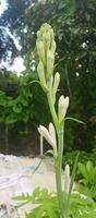 Tuberose Blumen auf Natur Hintergrund foto