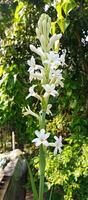 Tuberose Blumen auf Natur Hintergrund foto