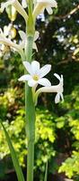 Tuberose Blumen auf Natur Hintergrund foto