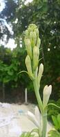 Tuberose Blumen auf Natur Hintergrund foto