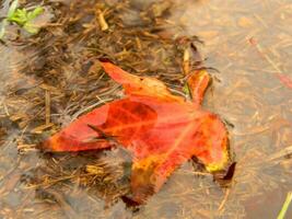 liquidambar Blatt im ein Pfütze von Regen Wasser foto