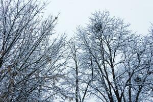 Schnee bedeckt Baum Geäst foto