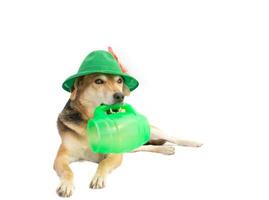 Porträt von ein Mischling Hund mit ein bayerisch Hut und ein Becher von Bier foto