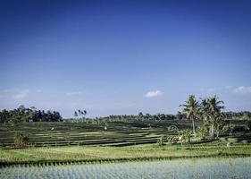 Reisfelder ländliche Landwirtschaft Landschaftsansicht in der Nähe von Tabanan in Süd-Bali Indonesien?