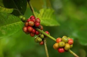 frisch Kaffee Bohnen, Kaffee Bohnen Reifung, rot Beere Zweig, Industrie Landwirtschaft auf Baum foto