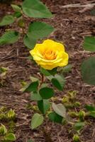 ein Gelb Rose. ai generiert foto