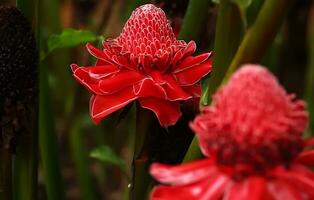 viele nett von Urwald Blumen, verschiedene Typen von Regenwald Blumen, einschließlich Heliconias und Leidenschaft Blume. foto