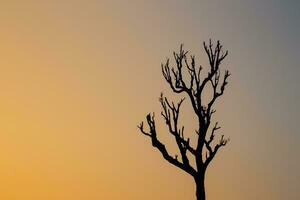 Baum Beleuchtung beim das Ende von das Tag. foto