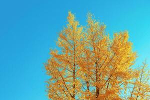 Ginkgo Bäume im Herbst Farben foto