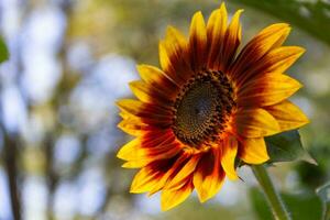 rot Sonnenblumen auf das Pflanze foto