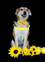 Hund gekleidet im Bogen und Gelb Brustplatte und Sonnenblumen foto